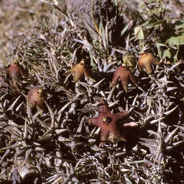 Orbea umbracula Orbea umbracula